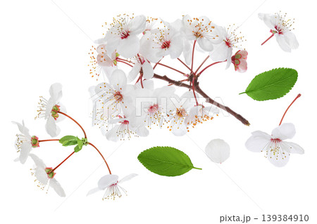 cherry flowers isolated on white background. Top view. Flat lay 139384910