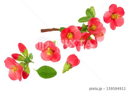 Chaenomeles speciosa or japanese quince flower isolated on white background Chaenomeles speciosa or japanese quince flower isolated on white background 139384911