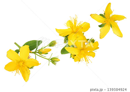 saint john's wort or Hypericum flowers isolated on white background. Top view. Flat lay 139384924