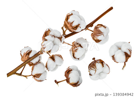 Cotton plant flower branch isolated on white background with full depth of field Cotton plant flower branch isolated on white background with full depth of field 139384942