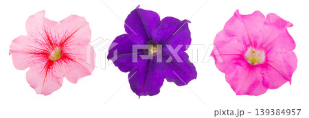 pink and violet flower of petunia isolated on white background 139384957