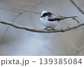 冬の野原で出会ったエナガ 139385084