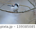 冬の野原で出会ったエナガ 139385085
