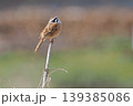 早春の野原でさえずりを始めたホオジロの雄 139385086
