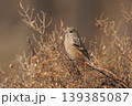 早春の野原で出会ったベニマシコの雌 139385087