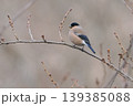 桜の冬芽を食べに来たウソの雌 139385088