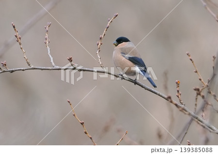 桜の冬芽を食べに来たウソの雌 139385088