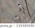 桜の冬芽を食べに来たウソの雄と雌 139385090