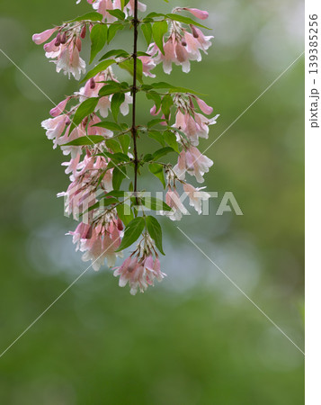 ショウキウツギの枝垂れた枝の花 ショウキウツギの枝垂れた枝の花 139385256