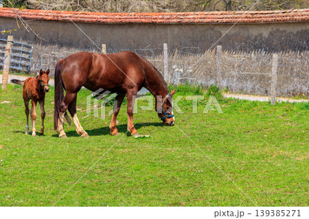 Mare horse and her foal on a green meadow 139385271