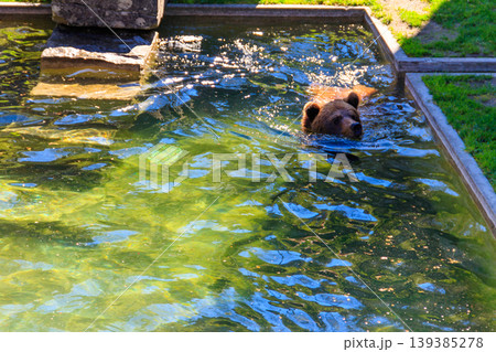 Bear in Bear Pit in Bern, Switzerland. Bear is a symbol of Bern city Bear in Bear Pit in Bern, Switzerland. Bear is a symbol of Bern city 139385278