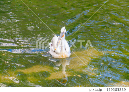 Dalmatian pelican (Pelecanus crispus) swimming in the lake 139385289