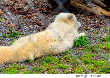 White arctic fox resting in the grass at the zoo White arctic fox resting in the grass at the zoo 139385300