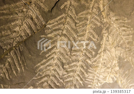 Imprint of leaf on rock. Stone texture. Archaeological background Imprint of leaf on rock. Stone texture. Archaeological background 139385317