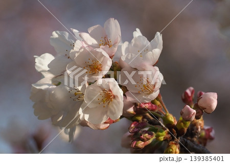 桜の花のある風景 139385401