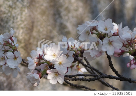 桜咲く 桜咲く 139385505