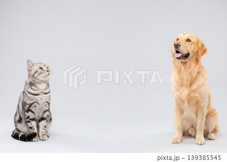 白背景で並んで座る犬と猫 白背景で並んで座る犬と猫 139385545