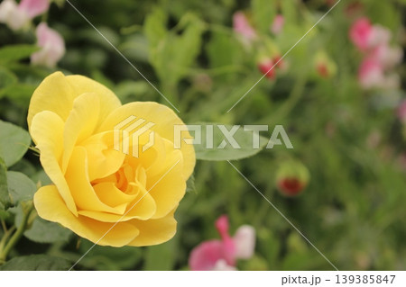 鮮やかに開花　ばら 139385847