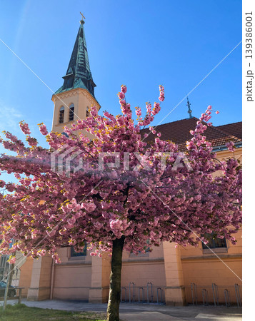Pink cherry blossom tree in front of old church Pink cherry blossom tree in front of old church 139386001