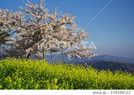長野市中条御山里 アルプス展望広場夢の駅 菜の花と桜の競演 長野市中条御山里 アルプス展望広場夢の駅 菜の花と桜の競演 139386122