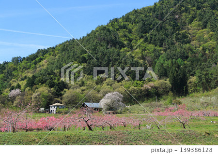 安曇野の春 山笑う里山 安曇野の春 山笑う里山 139386128