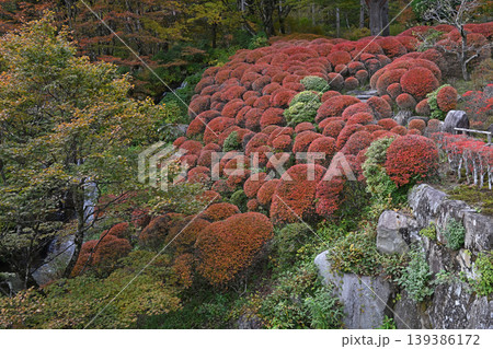 秋色に染まる日本庭園 鮮やかなドウダンツツジが彩る晩秋の絶景風景 139386172