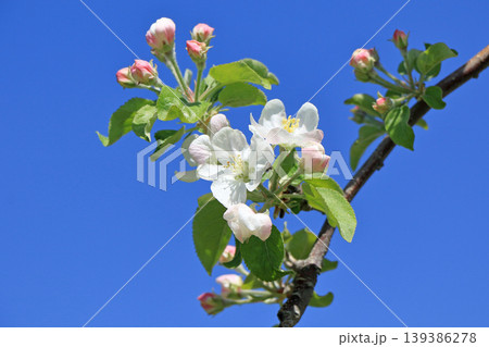 リンゴの花 リンゴの花 139386278