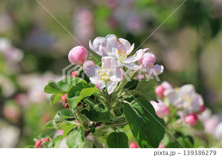 リンゴの花 リンゴの花 139386279