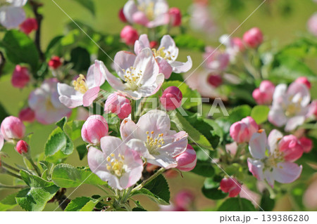 リンゴの花 139386280