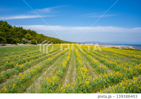 柏原海岸のルーピン畑の風景(東串良町) 柏原海岸のルーピン畑の風景(東串良町) 139386403