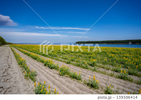 柏原海岸のルーピン畑の風景(東串良町) 柏原海岸のルーピン畑の風景(東串良町) 139386414