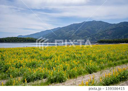 柏原海岸のルーピン畑の風景（東串良町） 139386415