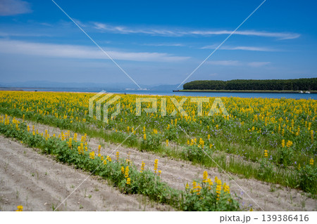 柏原海岸のルーピン畑の風景(東串良町) 柏原海岸のルーピン畑の風景(東串良町) 139386416