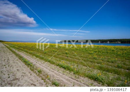柏原海岸のルーピン畑の風景(東串良町) 柏原海岸のルーピン畑の風景(東串良町) 139386417