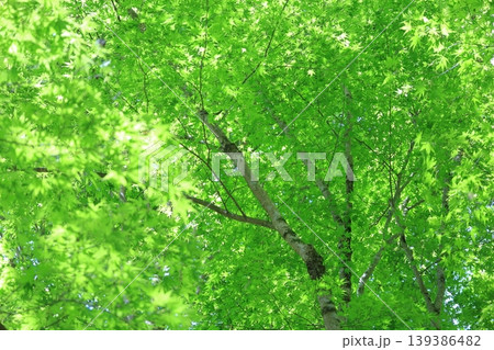初夏の青紅葉 初夏の青紅葉 139386482