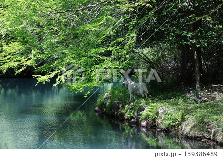 緑の木々に囲まれた静かな池を見る犬 緑の木々に囲まれた静かな池を見る犬 139386489
