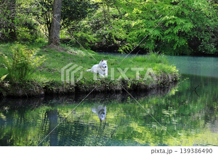 緑の木々に囲まれた静かな池に佇む犬　2 139386490