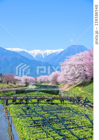 穂高川わさび園と早春賦歌碑公園の桜【安曇野市穂高】 穂高川わさび園と早春賦歌碑公園の桜【安曇野市穂高】 139386548