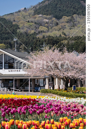 秦野戸川公園の春 秦野戸川公園の春 139386560