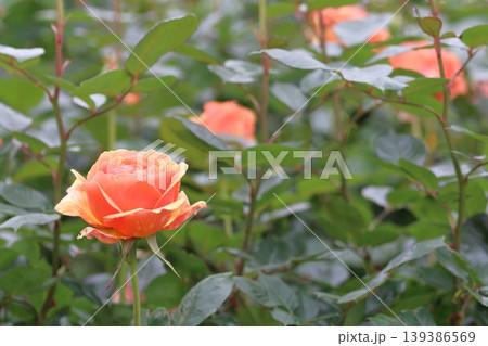 ガーデンに咲くオレンジのバラの花 139386569