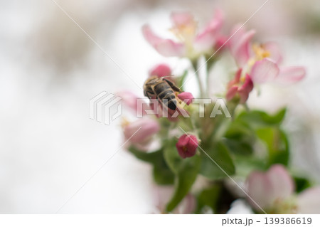 Bee Collecting Pollen on Soft Pink Blossoms. Gentle Spring Nature with Copy Space. Bokeh 139386619