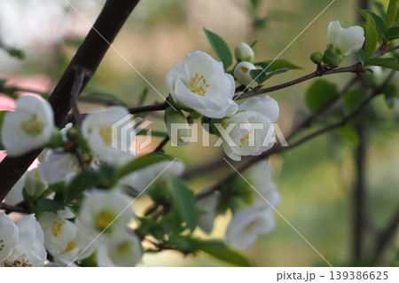 白い木瓜の花 白い木瓜の花 139386625