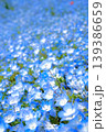 ネモフィラの花畑春の爽やかなブルー背景素材 139386659