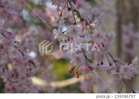 枝垂れ桜 139386787
