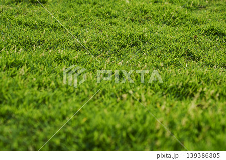 Lush green grass covering a vibrant summer lawn 139386805