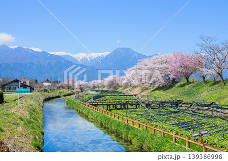 穂高川わさび園と早春賦歌碑公園の桜【安曇野市穂高】 139386998