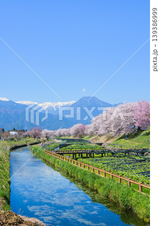 穂高川わさび園と早春賦歌碑公園の桜【安曇野市穂高】 穂高川わさび園と早春賦歌碑公園の桜【安曇野市穂高】 139386999
