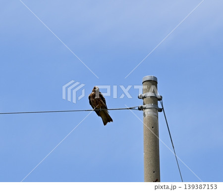 電線に止まるトビ 139387153