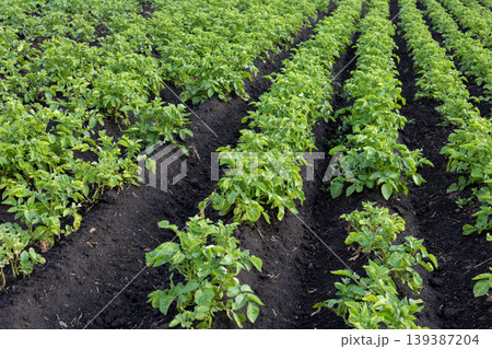 Rows of potato plants grow in a field with dark soil under bright sunlight during daytime in a farm setting Rows of potato plants grow in a field with dark soil under bright sunlight during daytime in a farm setting 139387204