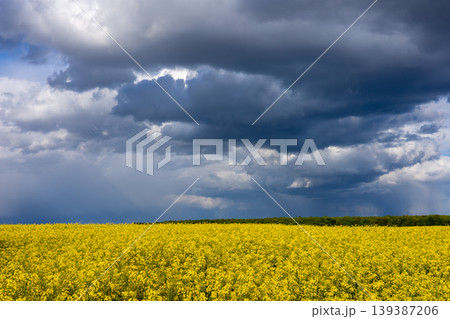 Bright yellow rapeseed flowers fill the field as rain clouds gather overhead during the day Bright yellow rapeseed flowers fill the field as rain clouds gather overhead during the day 139387206